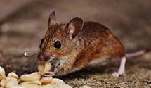 24 Hour & Emergency Exterminators in Duarte, CA